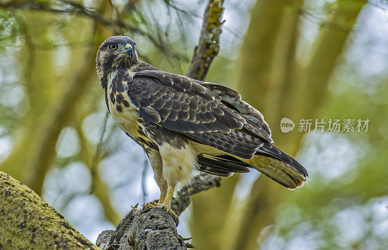 秃鹰(Buteo Augur)是一种非洲的猛禽。纳库鲁湖国家公园，肯尼亚